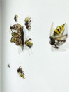 quadri andrea bertoletti spray su tela su carta fiori progetto api arredamento design ricerca installazione